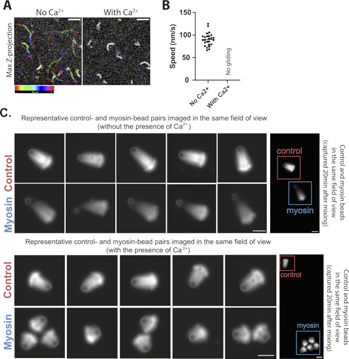 Myosin interaction with calcium ions; fluorescence microscopy; speed analysis of bead movement.