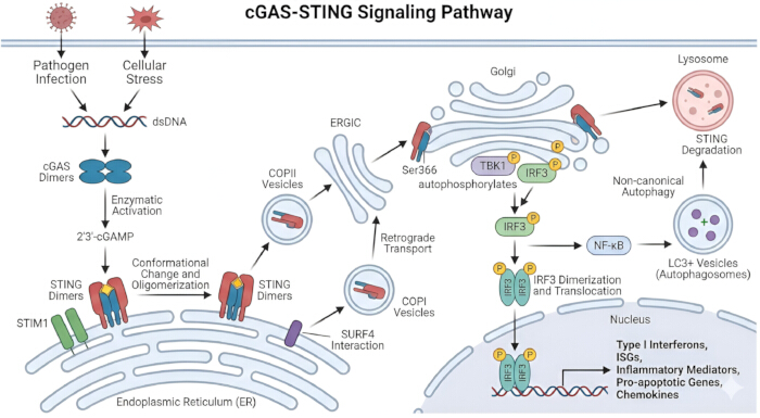 cGAS-STING signaling pathway diagram; dsDNA interaction, enzymatic activation, stress response process.