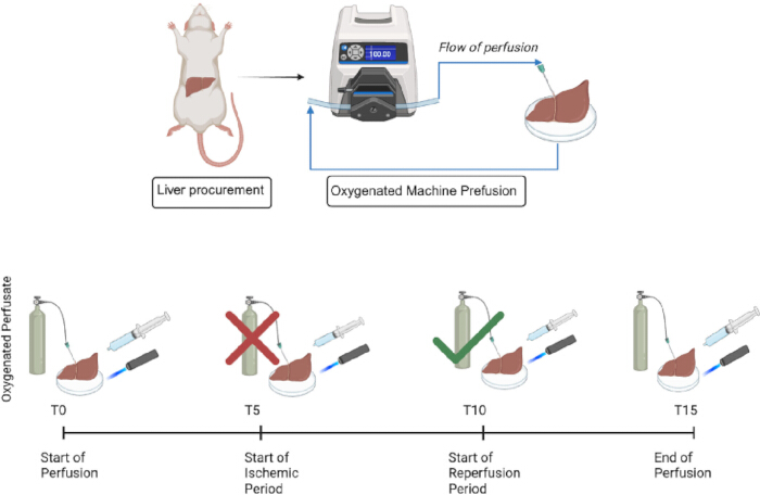 Liver perfusion diagram: machine perfusion setup, ischemic and reperfusion periods, organ preservation.