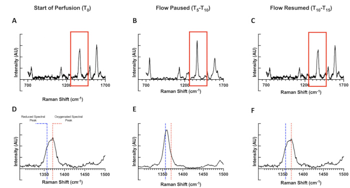 Raman spectroscopy graph set showing intensity vs. shift during perfusion flow changes; spectral peaks.