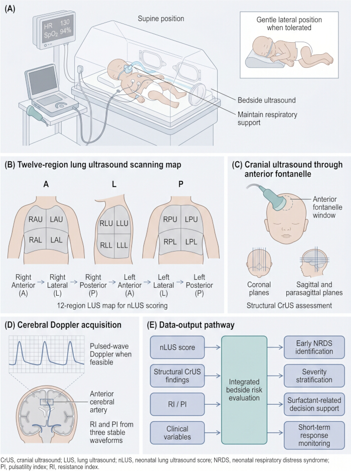 Neonatal ultrasound setup with lung scanning map, cranial ultrasound, and Doppler acquisition diagram.