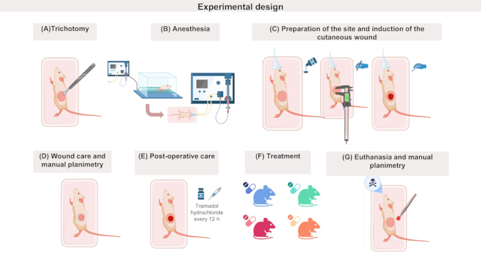 Mouse wound healing process diagram; anesthesia, wound induction, care, treatment stages shown.