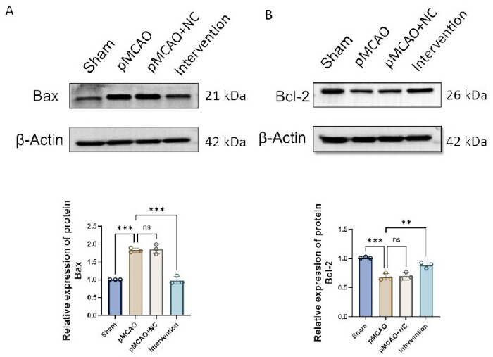 Western blot results; Bax and Bcl-2 protein expression in intervention study; bar graph comparison.