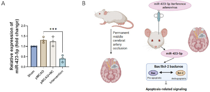 Bar chart of miR-423-5p expression; diagram of stroke model and apoptosis signaling in mice.