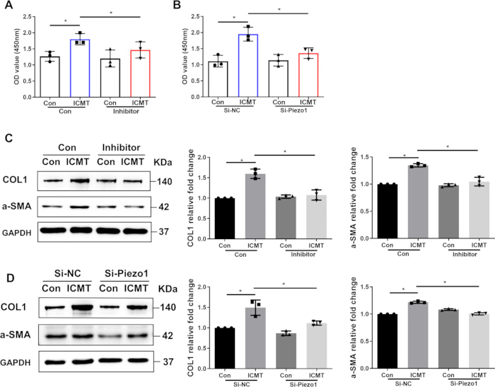 蛋白质表达分析；显示 COL1、α-SMA 和 GAPDH 翻倍变化的图表及 Western 印迹结果。