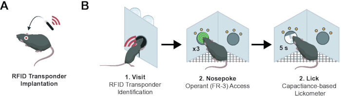 RFID transponder implantation in mice diagram: identification, operant access, capacitance lickometer.