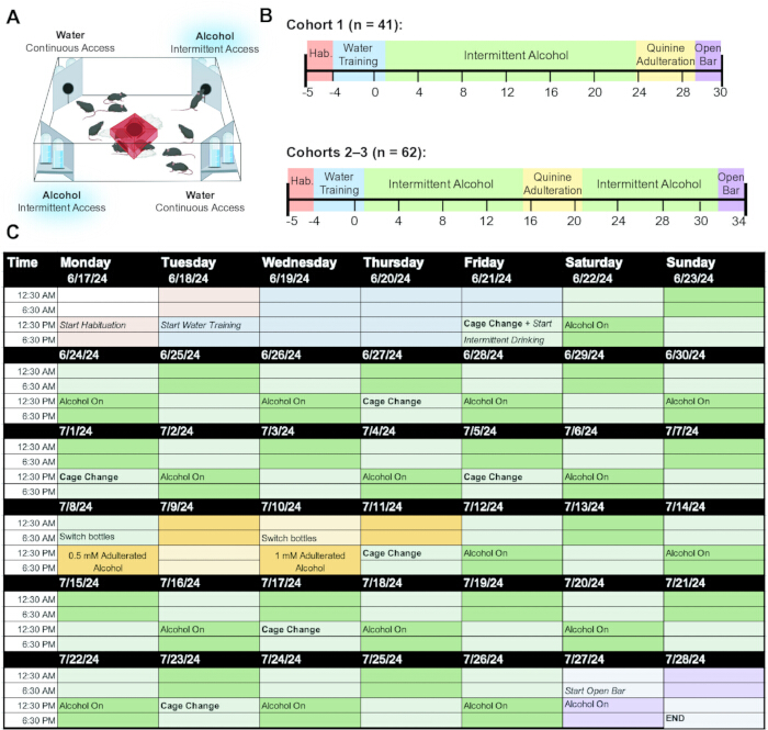 figure-protocol-1 Alcohol consumption study; diagram and schedule of intermittent access experiment; training phases.