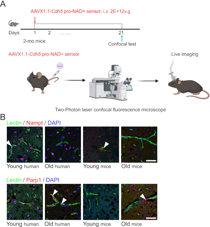 figure-results-2 NAD+ sensor experiment, two-photon confocal microscopy, fluorescence imaging, aging study, diagram.