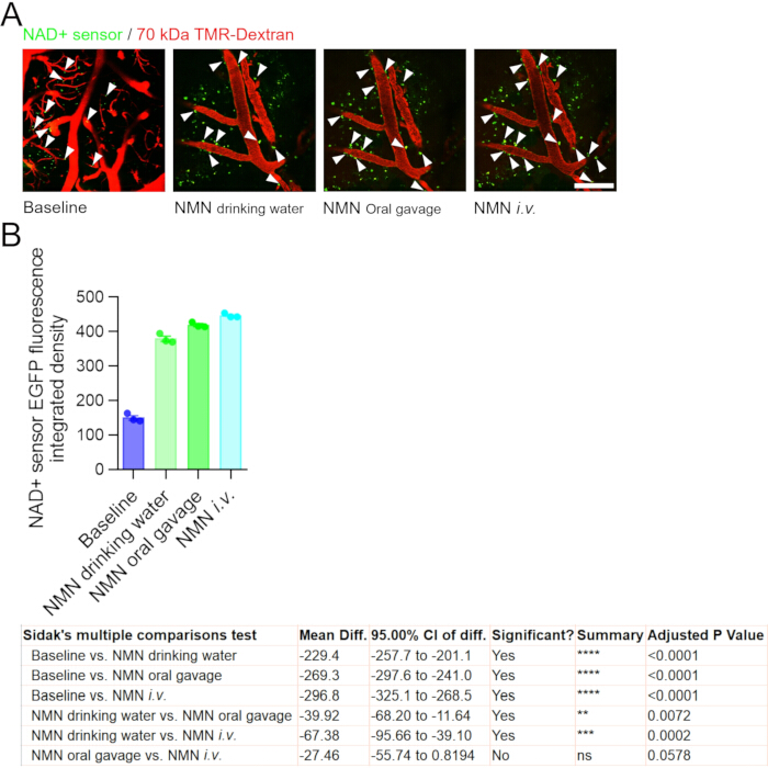 figure-results-3 NAD+ sensor fluorescence in vascular imaging, bar graph, statistical comparison table, NMN methods.