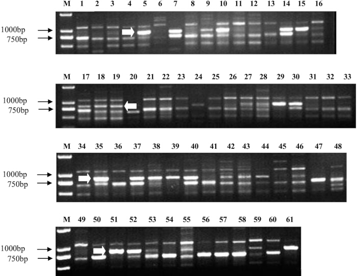 figure-results-2 凝胶电泳结果;用于片段大小比较的DNA条带及标记物梯度;分子分析。