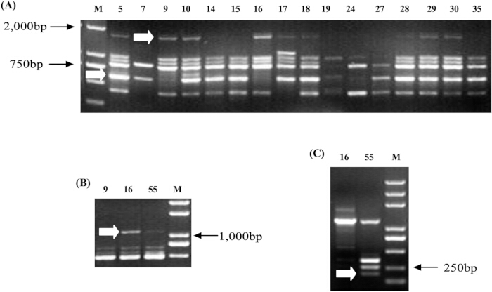 figure-results-3 电泳凝胶,DNA分离;2000bp和750bp处的条带;带有标记的示意图。
