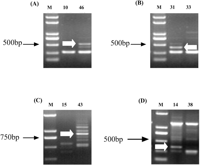figure-results-5 凝胶电泳结果,DNA片段,泳道标注了碱基对,分子量分析。