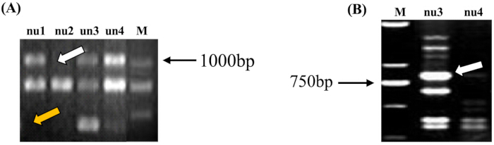 figure-results-6 显示DNA片段的凝胶电泳结果;1000bp、750bp被高亮显示;分子标记。