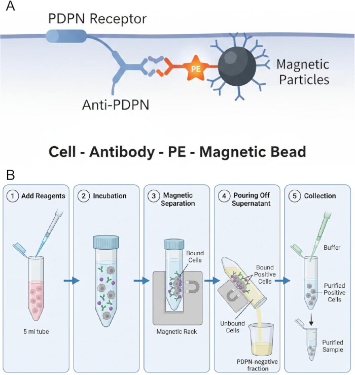 Magnetic separation diagram: Cell-antibody-PE binding to magnetic particles with step-by-step process.