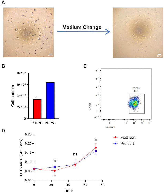 Cell culture medium change and PDPN analysis: microscopy, bar chart, scatter plot, OD graph.