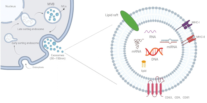 Exosome formation diagram; endocytosis process; exosomal RNA/DNA components; lipid raft.