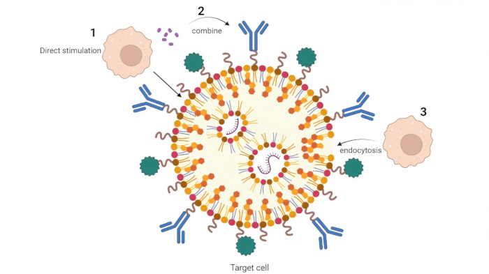 Target cell endocytosis diagram, showing direct stimulation, and combination phases.