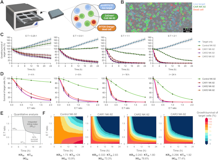 figure-protocol-1 NK-92 cell assay; microscopy, survival analysis, growth curves; investigates cell therapy efficacy.