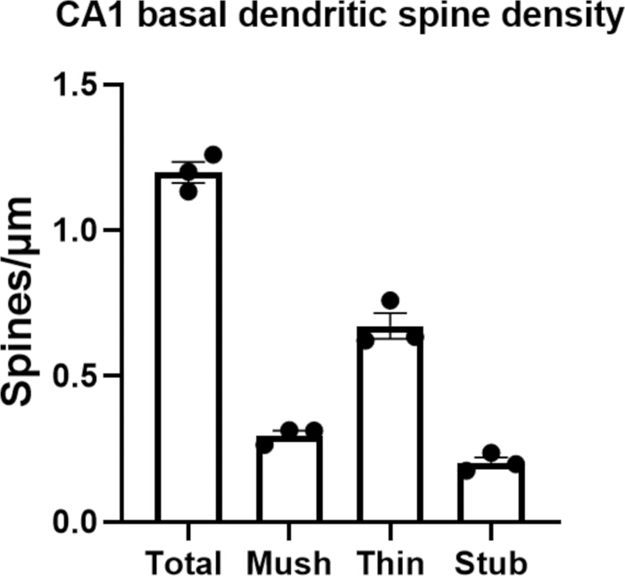 figure-results-3 Dendritic spine density graph, CA1 region, spines/µm, bar chart, neurobiology analysis.