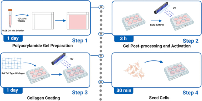 Polyacrylamide gel preparation diagram; steps: gel making, UV activation, collagen coating, cell seeding.