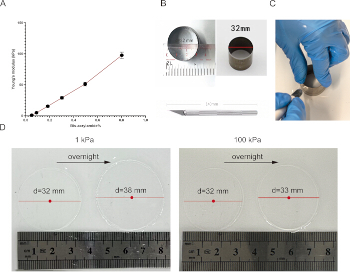 Young's modulus vs bis-acrylamide; mold cutting; polymer disk swelling; scientific analysis.