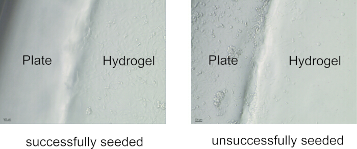 Seeding efficacy comparison in hydrogel medium; diagram: successful vs. unsuccessful cell attachment.