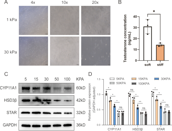 Cell differentiation process; microscopy images, testosterone concentration chart, protein expression blots.