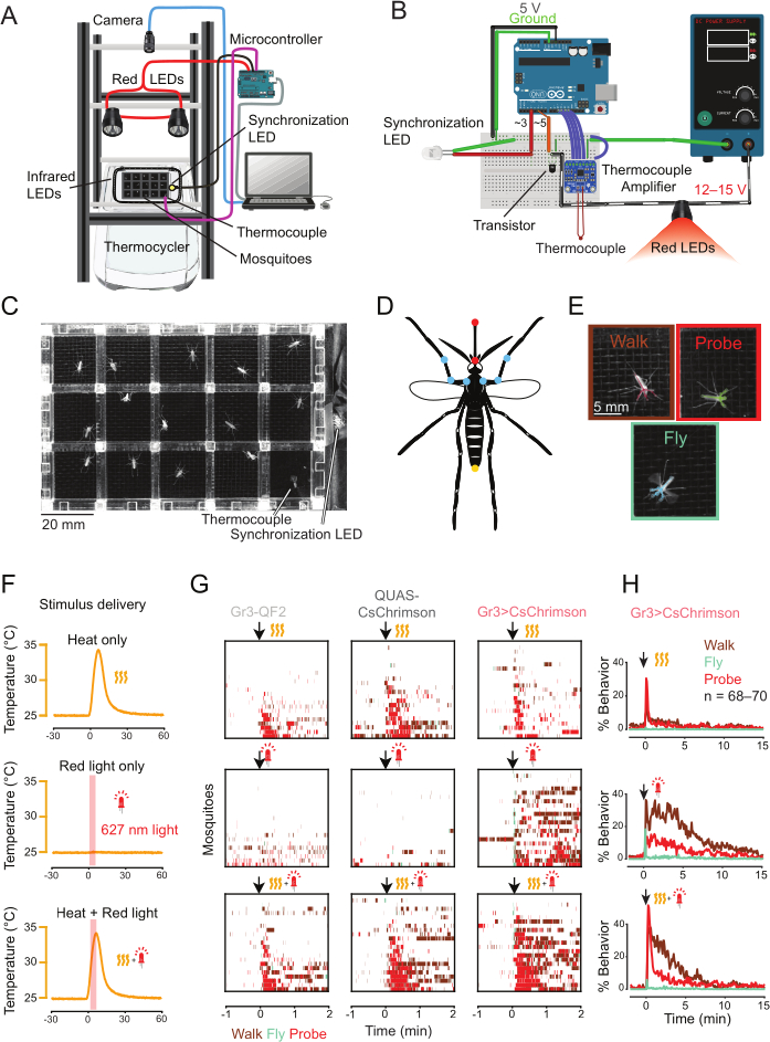Mosquito behavior, infrared thermocycler, LED-red light setup, graph analysis, stimulus response.