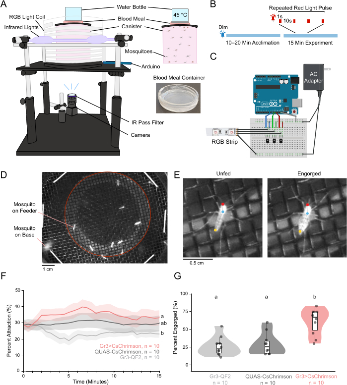 Mosquito optogenetics setup; RGB light control; Arduino; blood meal; attraction percent graph; results.