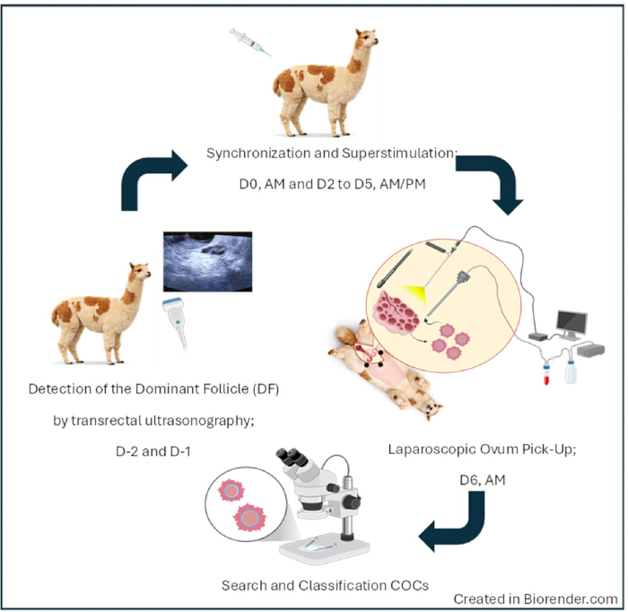 Alpaca superovulation process: ultrasound, laparoscopy for ovum pick-up, embryo classification steps.