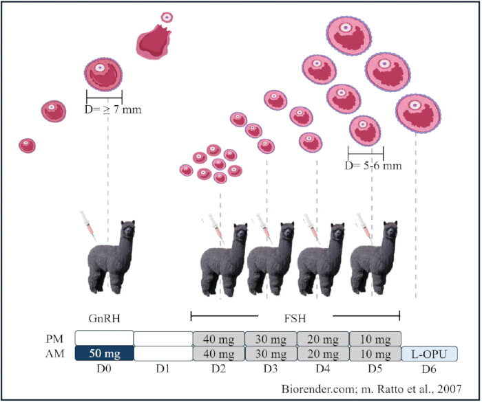 Alpaca ovarian stimulation diagram; GnRH, FSH injections; follicle size progression illustrated.