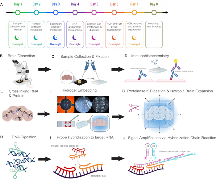 Brain tissue processing workflow diagram; includes DNA/RNA handling and HCR probe hybridization.