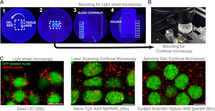 figure-results-1 Light sheet microscopy setup; GFP nuclei, mRNA puncta; confocal comparison; microscopy techniques.