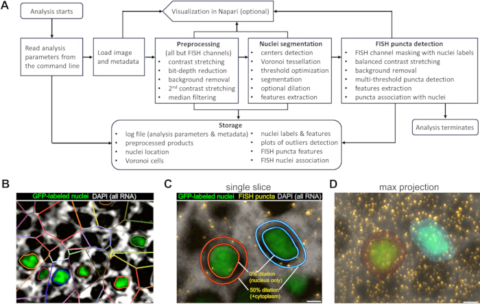 figure-results-2 FISH analysis workflow diagram; nuclei segmentation; image preprocessing; RNA detection results.