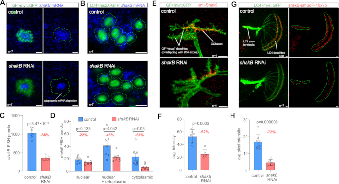 figure-results-3 Fluorescent microscopy images of shakB RNAi effects on GFP expression; includes statistical charts.