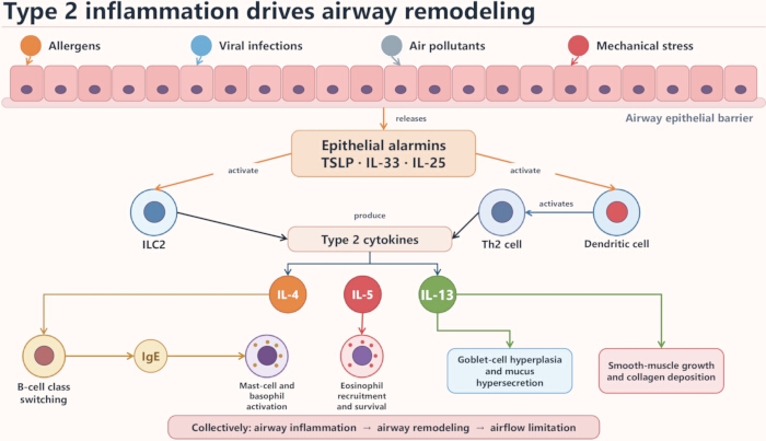 Type 2 inflammation diagram illustrating airway remodeling via epithelial alarmins and cytokines.