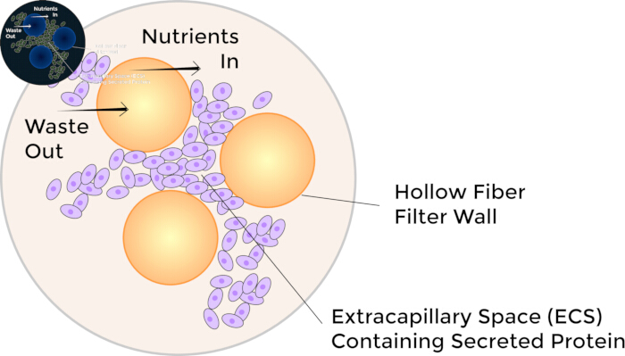 Hollow fiber filtration diagram, nutrients flow in, waste out, protein secretion in ECS space.