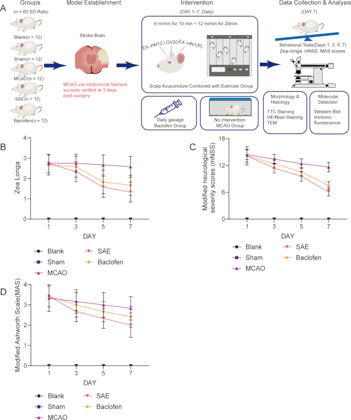figure-results-1 Rat stroke model diagram; MCAO intervention, behavioral test charts for Zea Longa, mNSS, MAS scores.