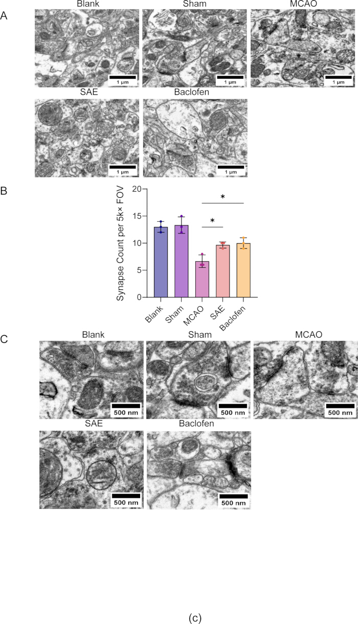 figure-results-4 Synaptic density analysis via electron microscopy and bar graph; conditions include MCAO, SAE, Baclofen.