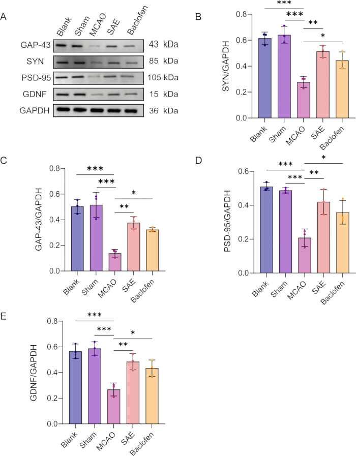 figure-results-5 Western blot and bar graphs showing protein expression levels (GAP-43, SYN, PSD-95, GDNF) in MCAO study.