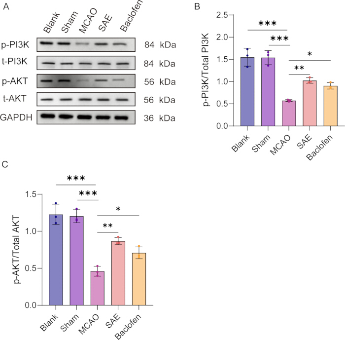 figure-results-7 Western blot and bar chart of p-PI3K/p-AKT protein comparison in experimental conditions.
