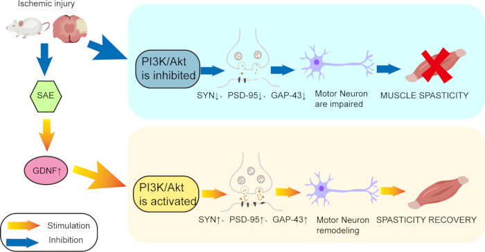 figure-results-8 Ischemic injury flowchart shows PI3K/Akt pathway in motor neuron impairment and recovery process.