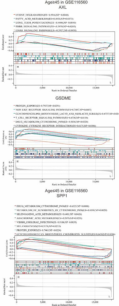 figure-results-6 Gene set enrichment analysis charts for AXL, GSDME, SPP1; ranks pathways, shows expression patterns.