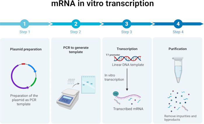 figure-results-1 mRNA in vitro transcription process; plasmid preparation, PCR, transcription, purification diagram.