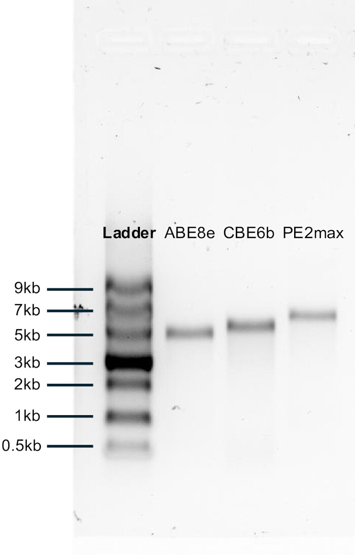 figure-results-2 Gel electrophoresis results; DNA ladder beside ABE8e, CBE6b, PE2max plasmids; molecular weights.