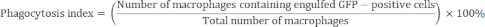Phagocytosis index formula; ratio of engulfed GFP-positive cells to total macrophages; equation.