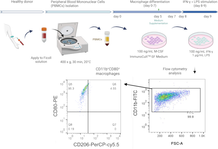 figure-introduction-1 Peripheral blood mononuclear cell isolation diagram with flow cytometry for macrophage analysis.