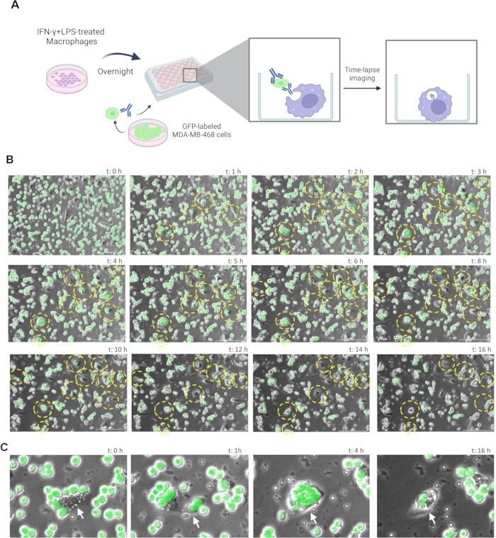 Time-lapse diagram of macrophage and GFP-labeled cell interaction in imaging experiment.