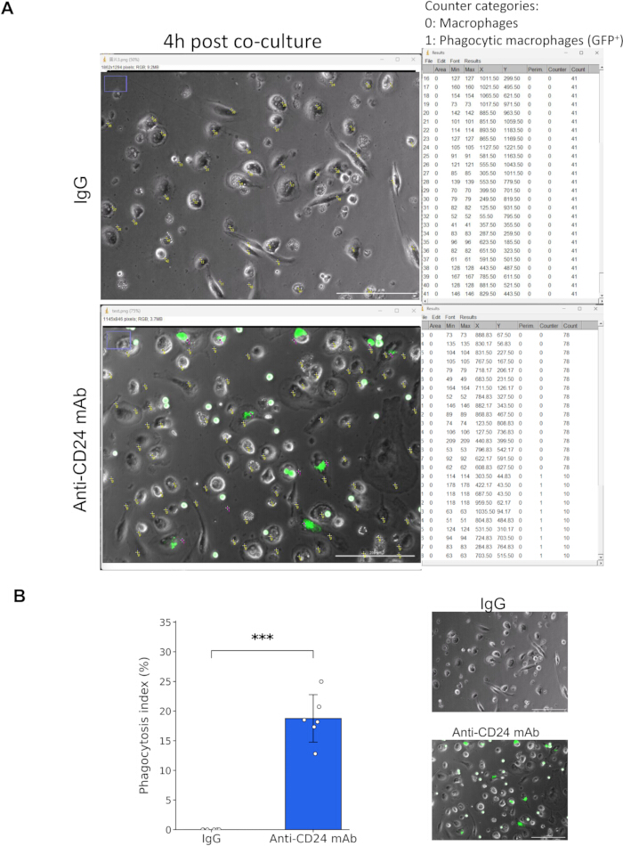 Phagocytosis analysis: macrophage co-culture, anti-CD24 mAb; microscopy images, data chart comparison.