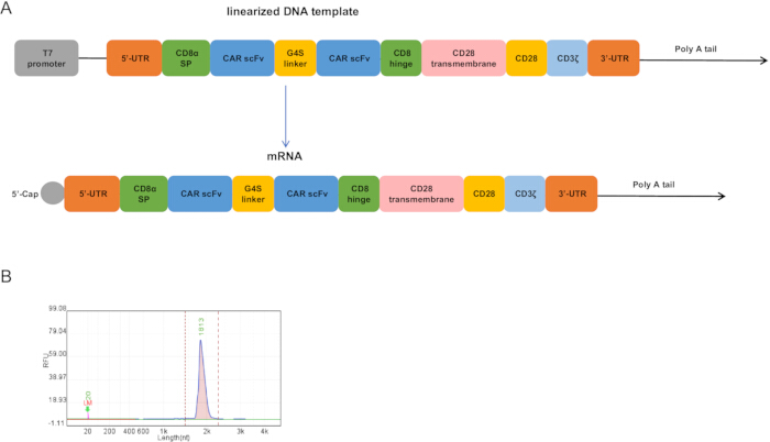Gene editing process; linearized DNA to mRNA conversion; diagram with electrophoresis results.